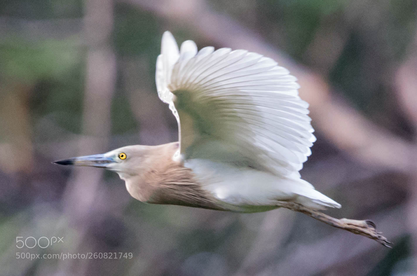 Canon EOS-1D X Mark II sample photo. Pond heron in flight photography