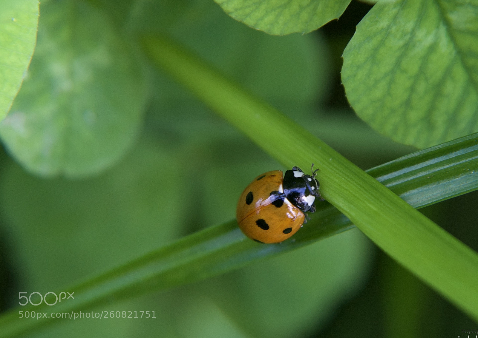 Nikon D3100 sample photo. Ladybug photography