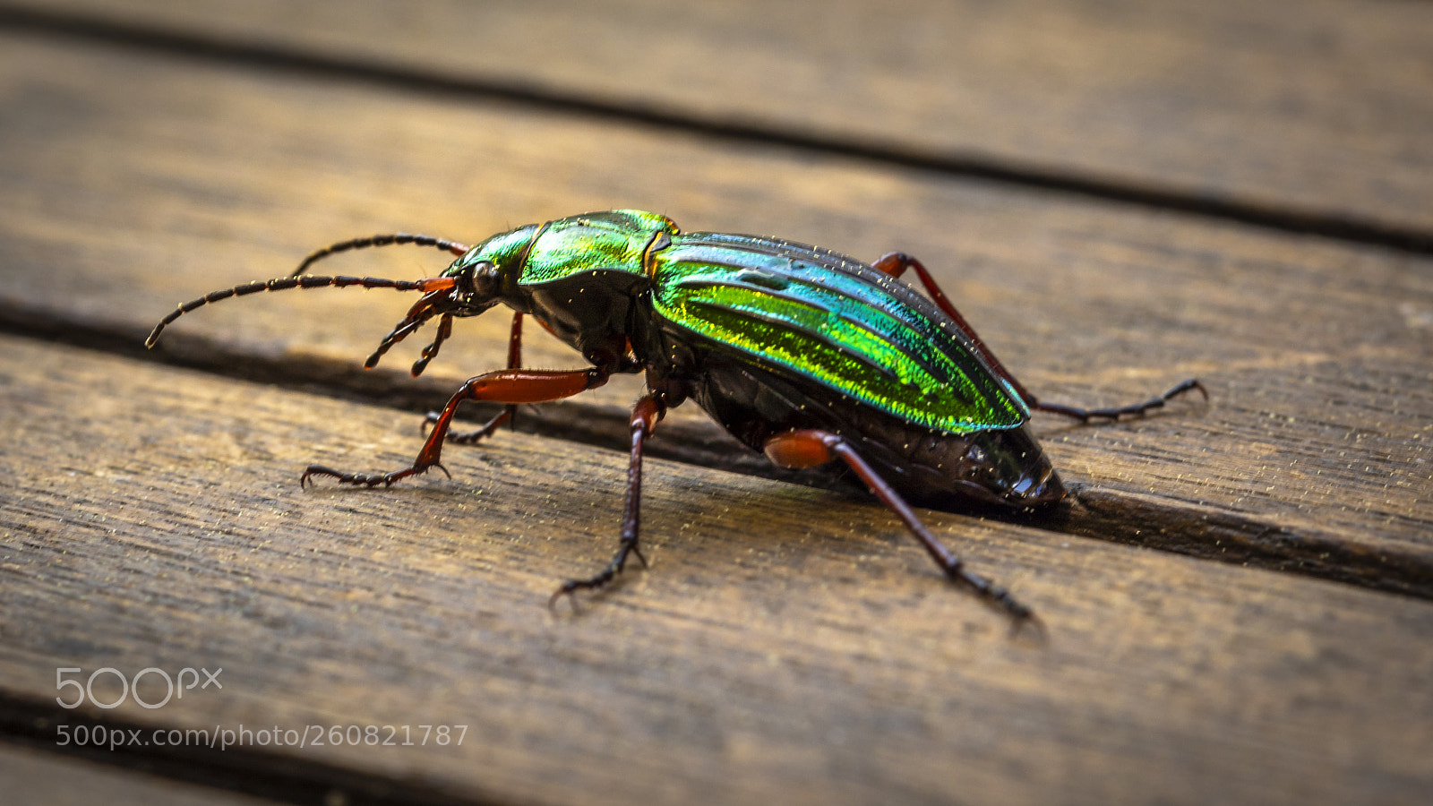 Canon EOS 5D Mark IV sample photo. Glimmer käfer photography