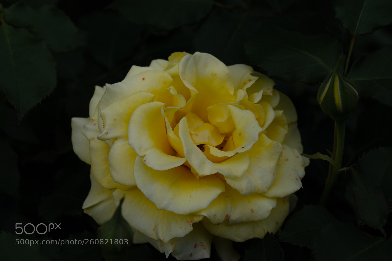 Nikon D750 sample photo. Rose photography