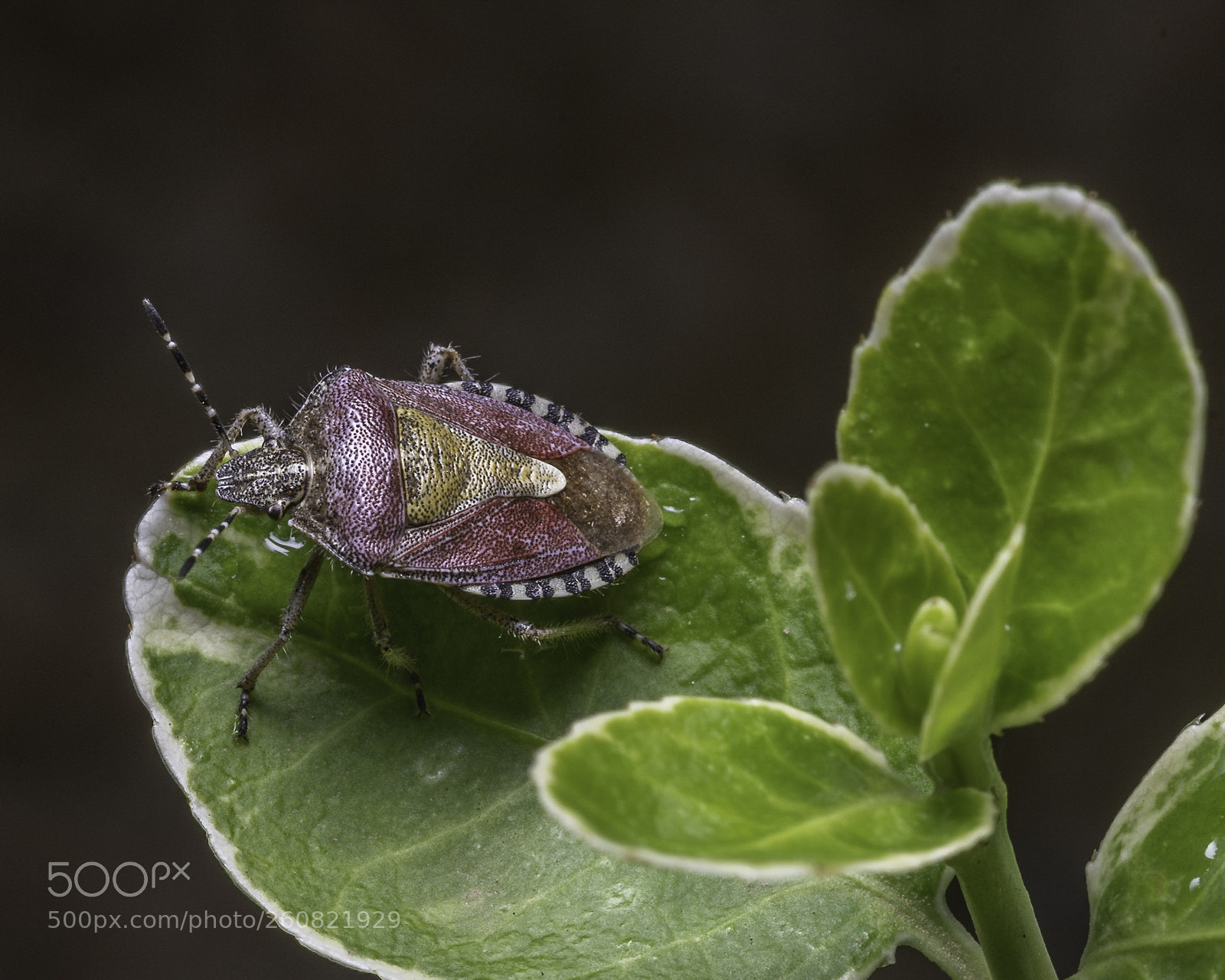 Nikon D500 sample photo. Shield bug photography