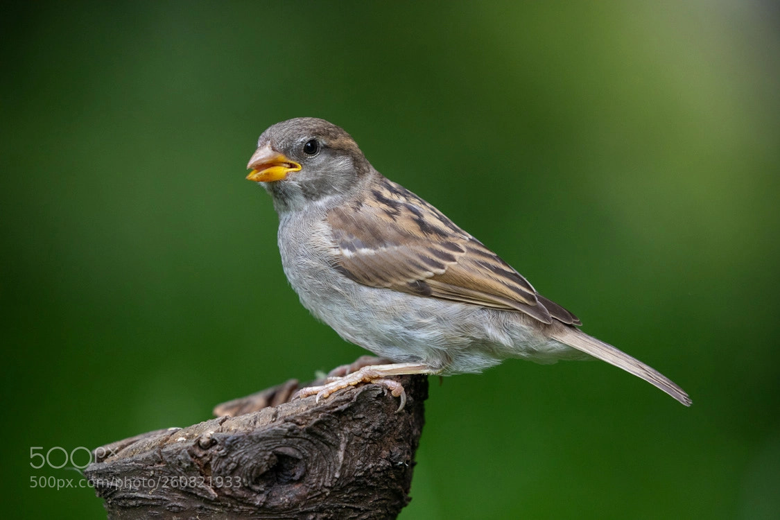 Canon EOS 5D Mark IV sample photo. Bird photography