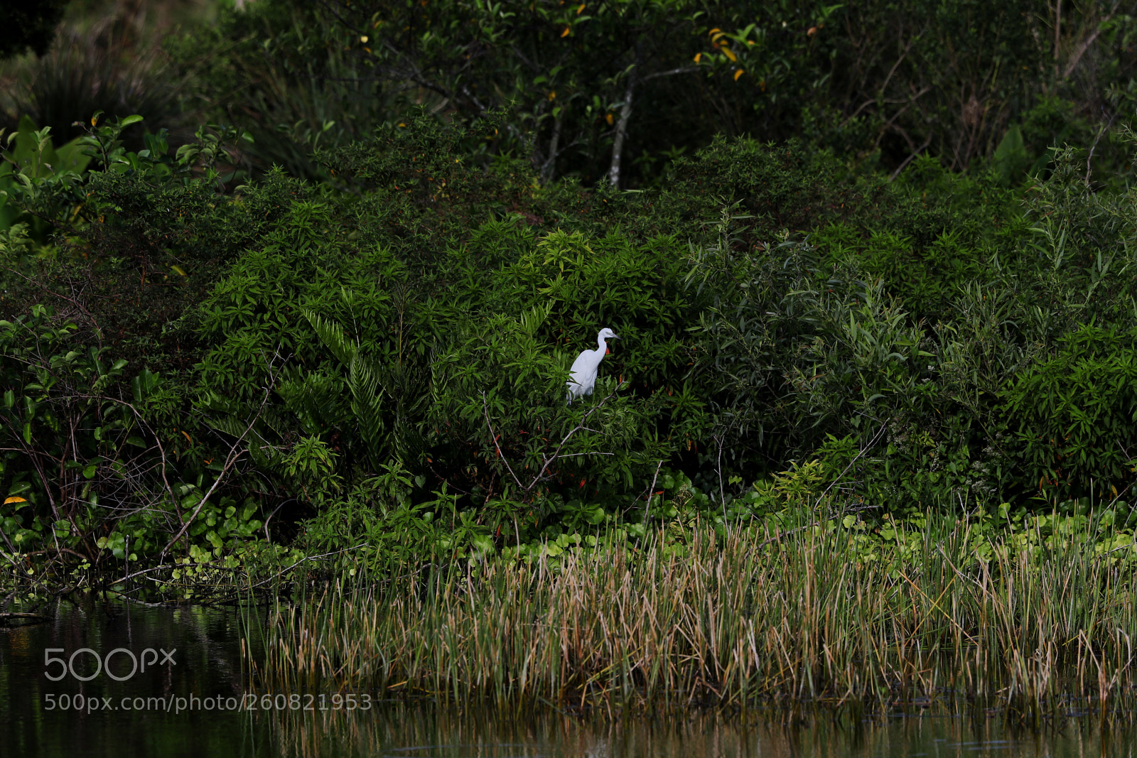 Canon EOS-1D X Mark II sample photo. 06-04-18-0021095.jpg photography