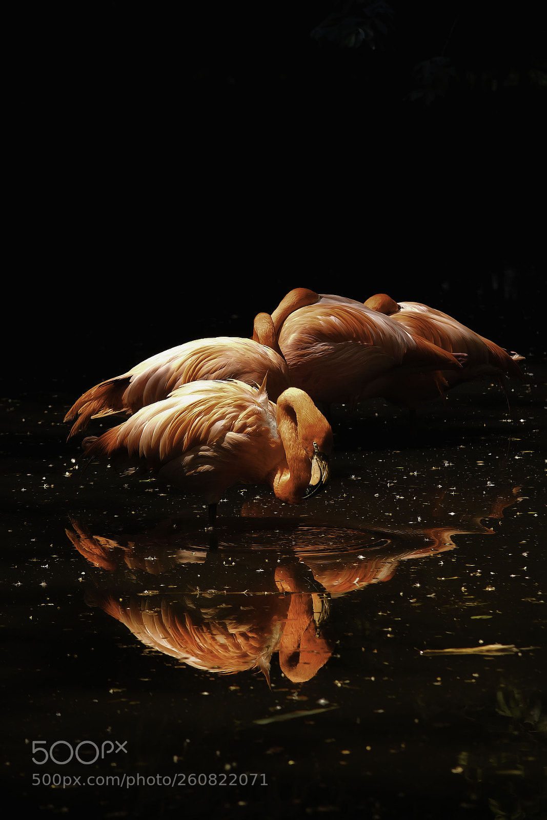Canon EOS 7D sample photo. Les ailes pourpres photography