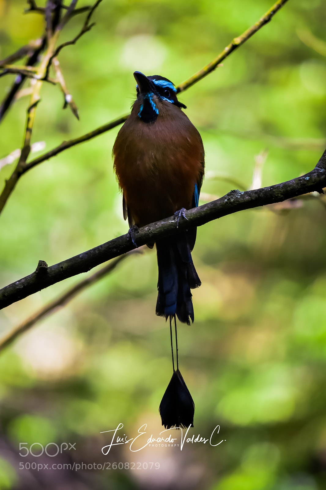 Nikon D7200 sample photo. Xcaret photography