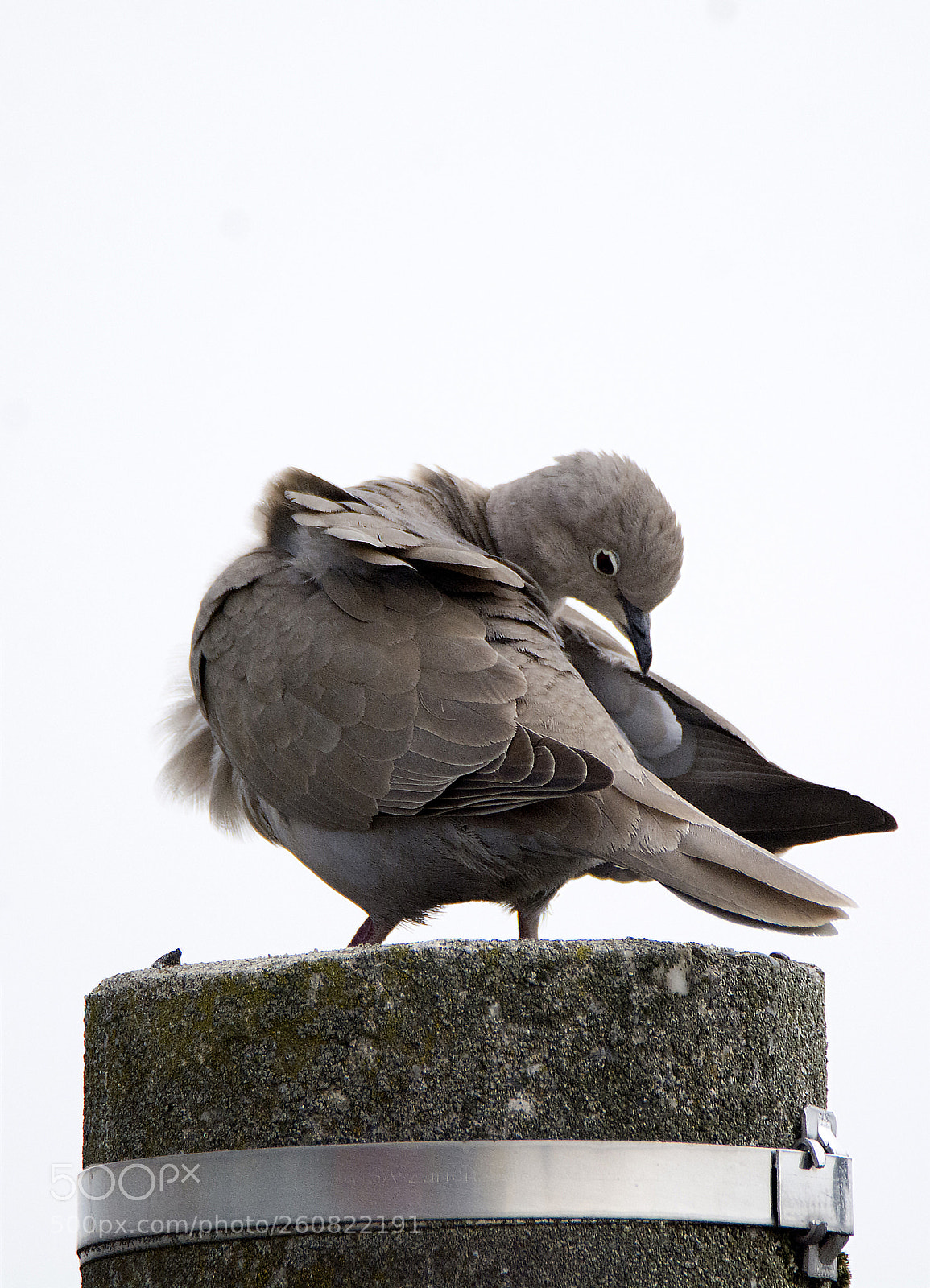 Nikon D7100 sample photo. Turtledove_1 photography