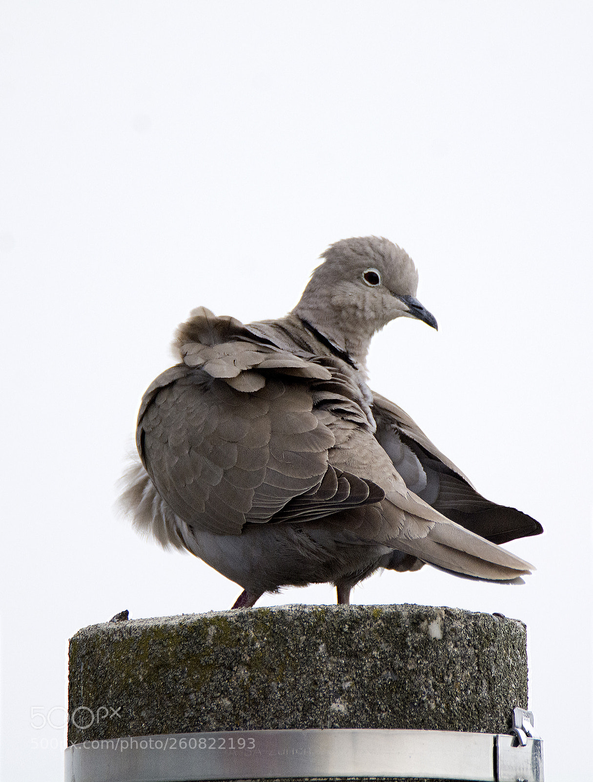 Nikon D7100 sample photo. Turtledove_2 photography