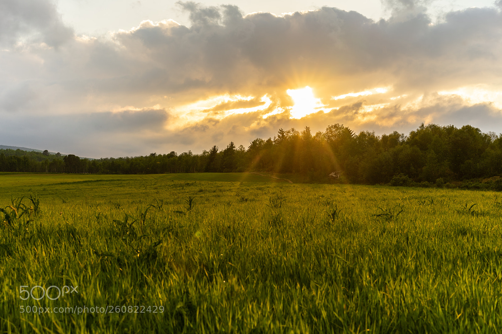 Sony a7 II sample photo. Fields of gold photography