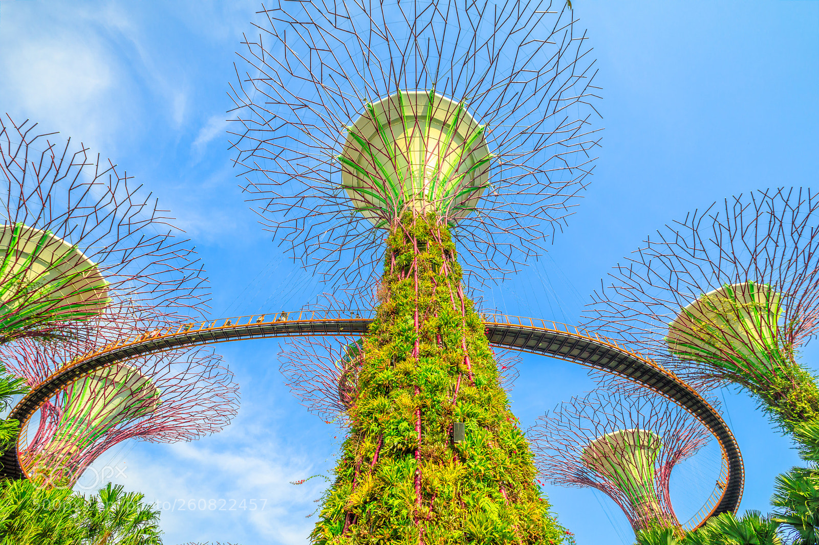 Canon EOS 5D Mark IV sample photo. Supertree grove singapore photography