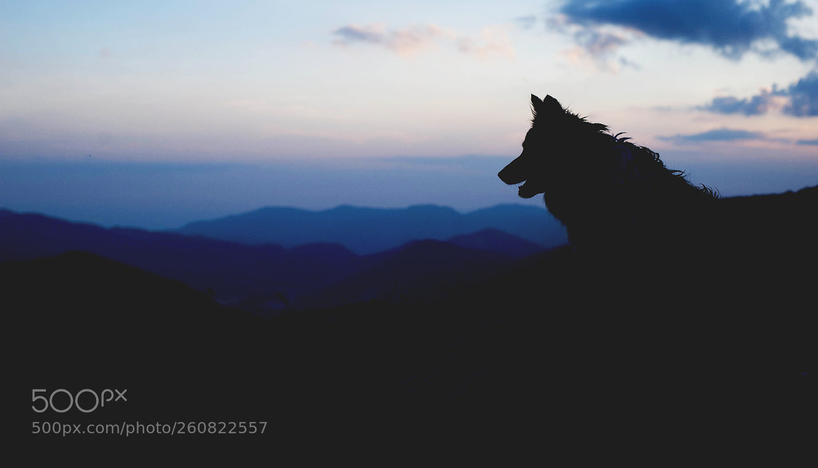 Nikon D700 sample photo. Silhouette of the dog photography