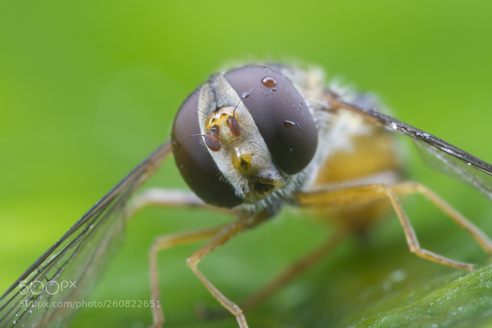 Canon EOS 7D sample photo. Mosca 2 photography