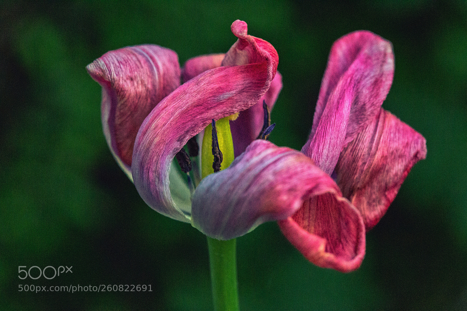 Canon EOS 6D sample photo. Tulip photography