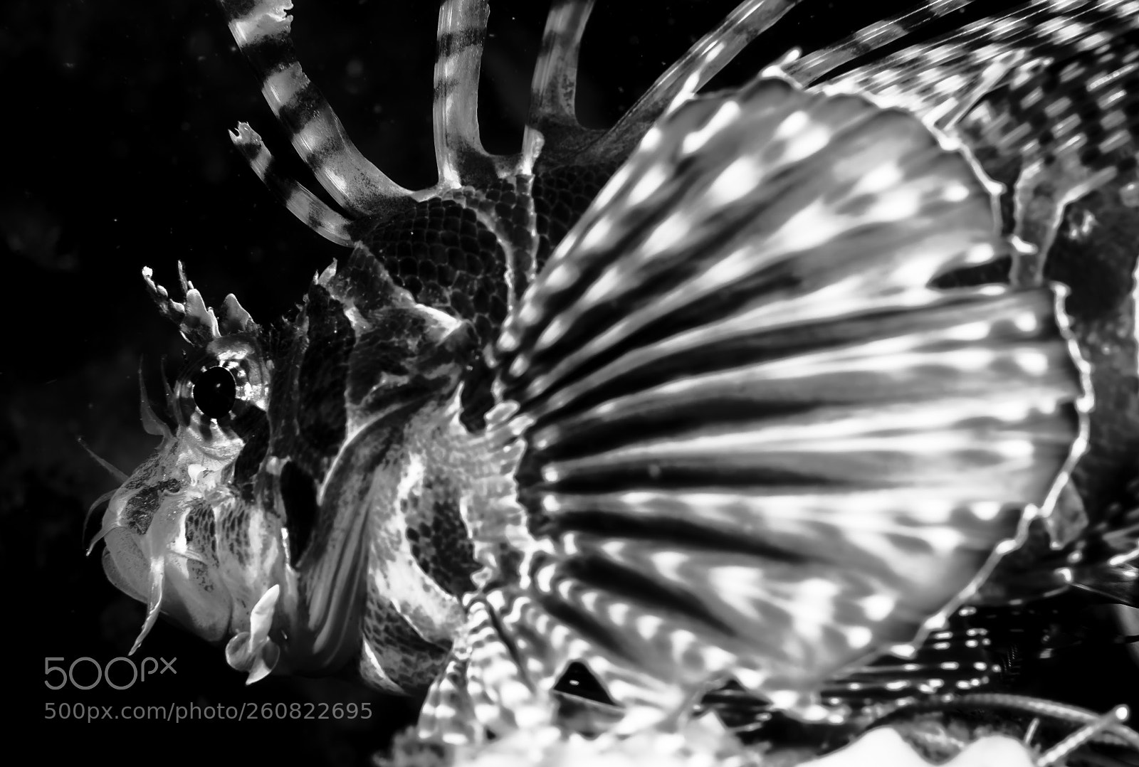 Nikon D750 sample photo. Fan-like fin photography