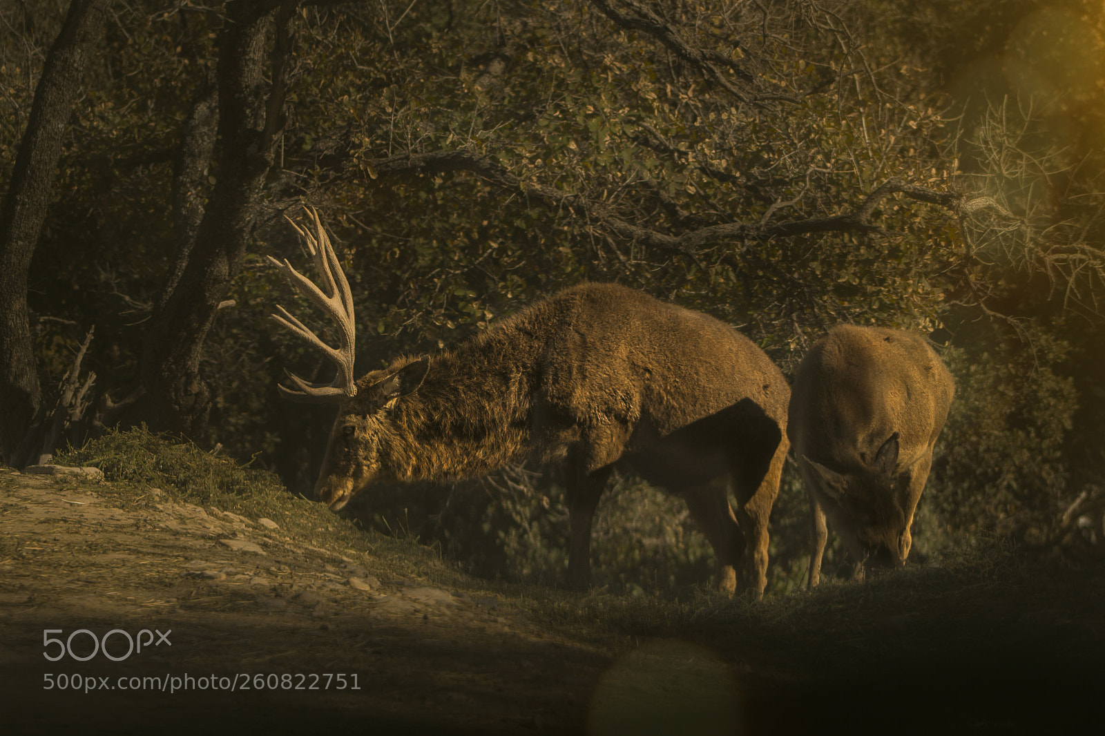 Canon EOS 60D sample photo. Couple of deer photography
