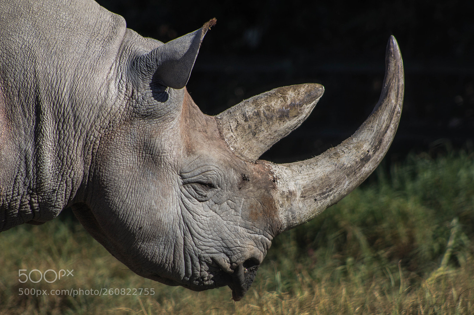 Canon EOS 60D sample photo. Black rhinoceros, animal in photography