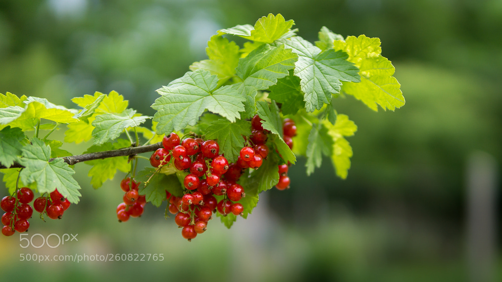 Sony a6000 sample photo. Currant photography