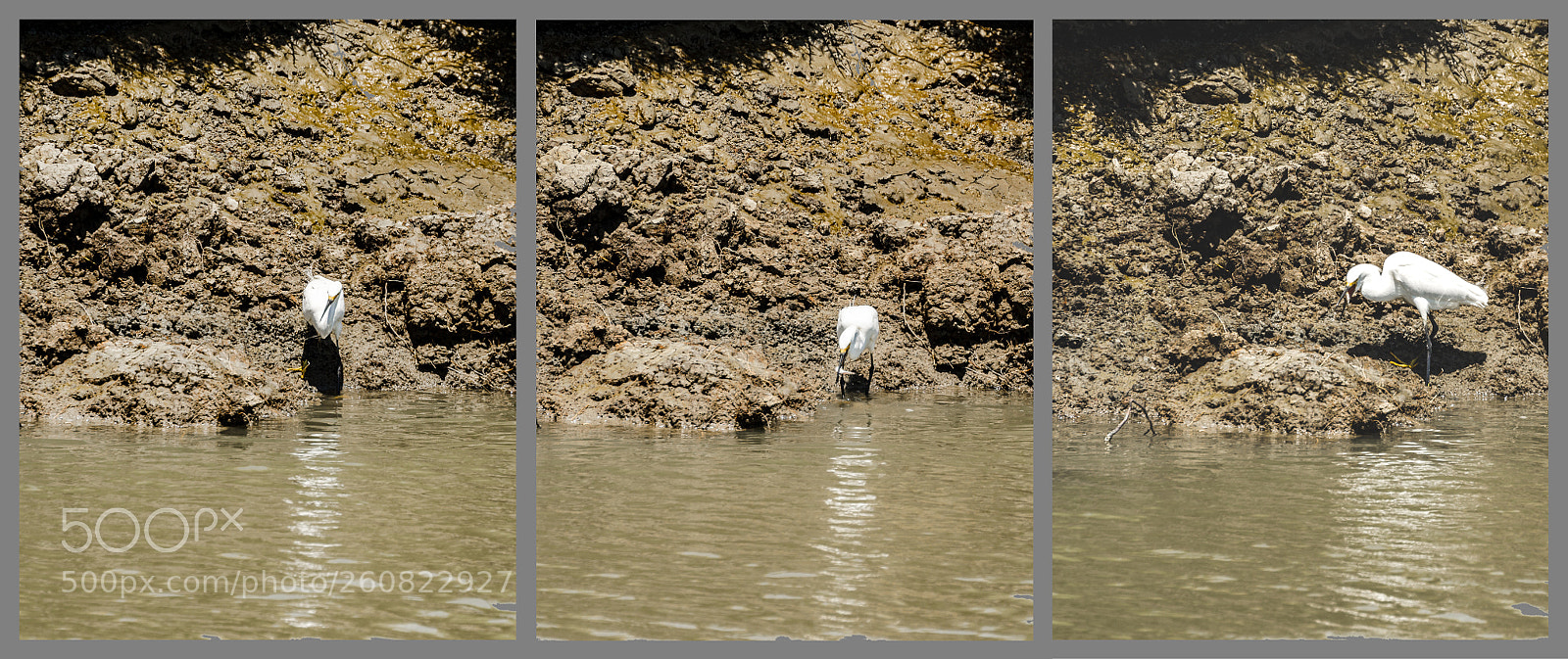 Nikon D7000 sample photo. Snowy egret photography