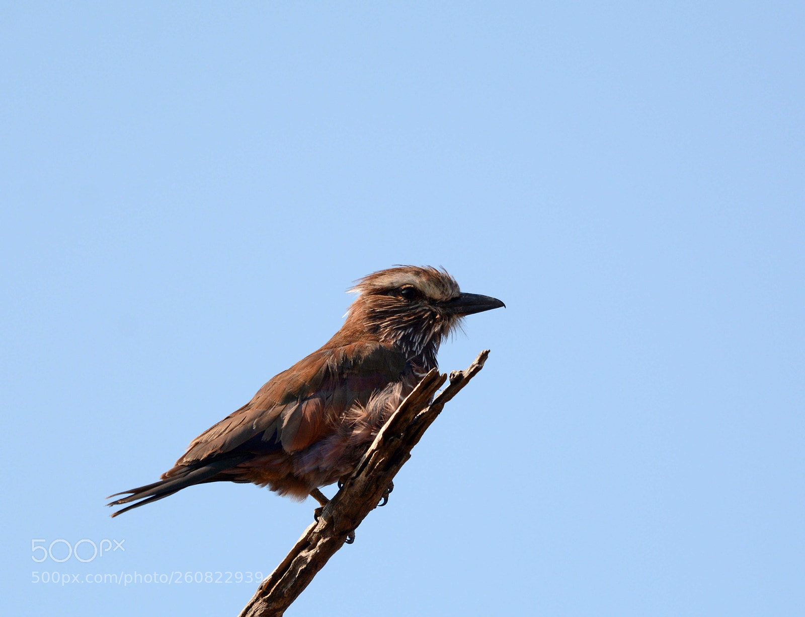Nikon D7100 sample photo. Purple roller photography