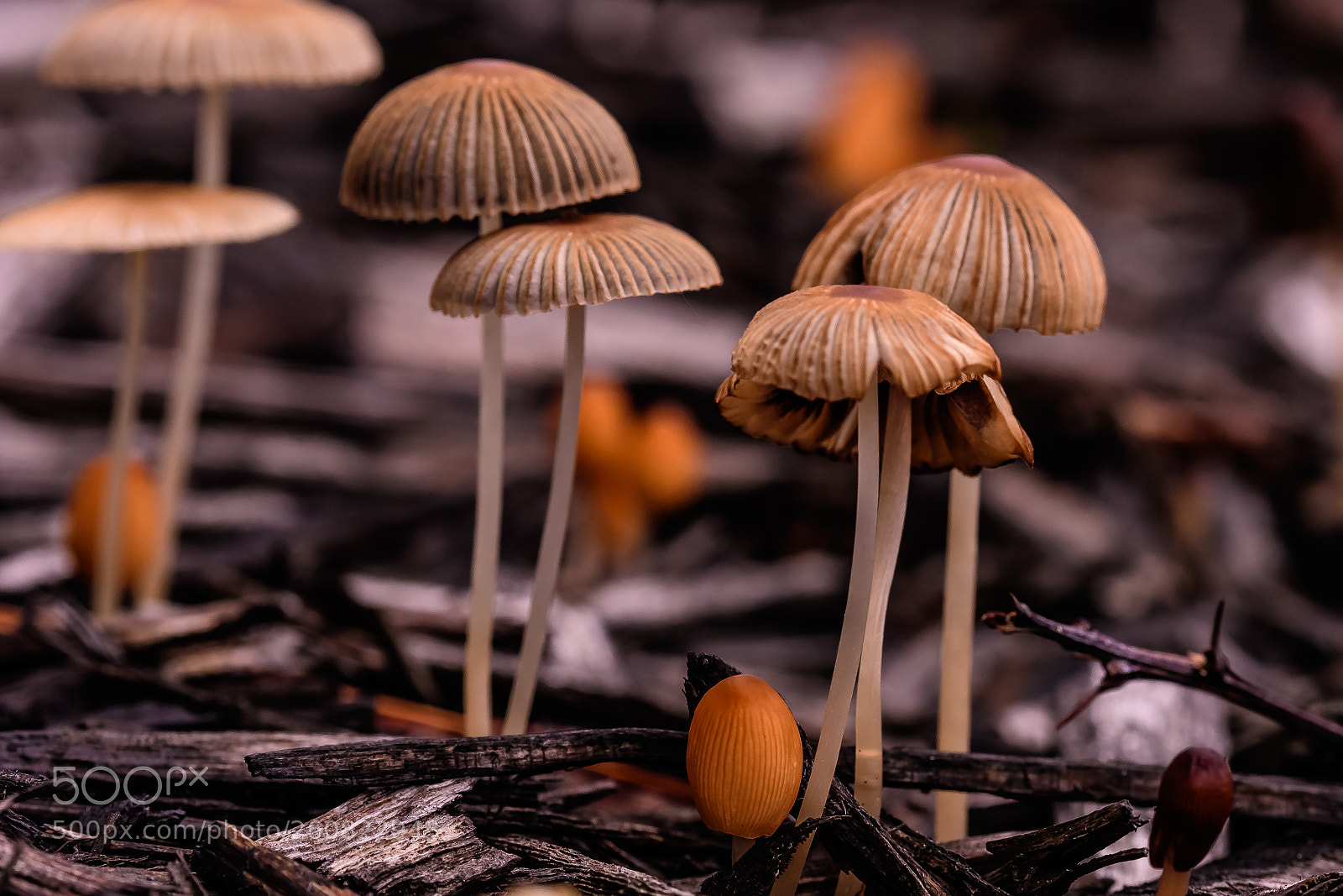 Nikon D500 sample photo. Mushrooms after the rain photography
