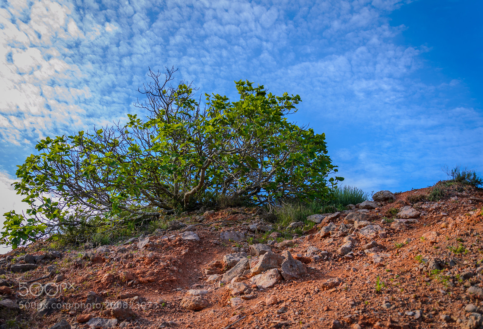 Nikon D5100 sample photo. Small tree on a photography