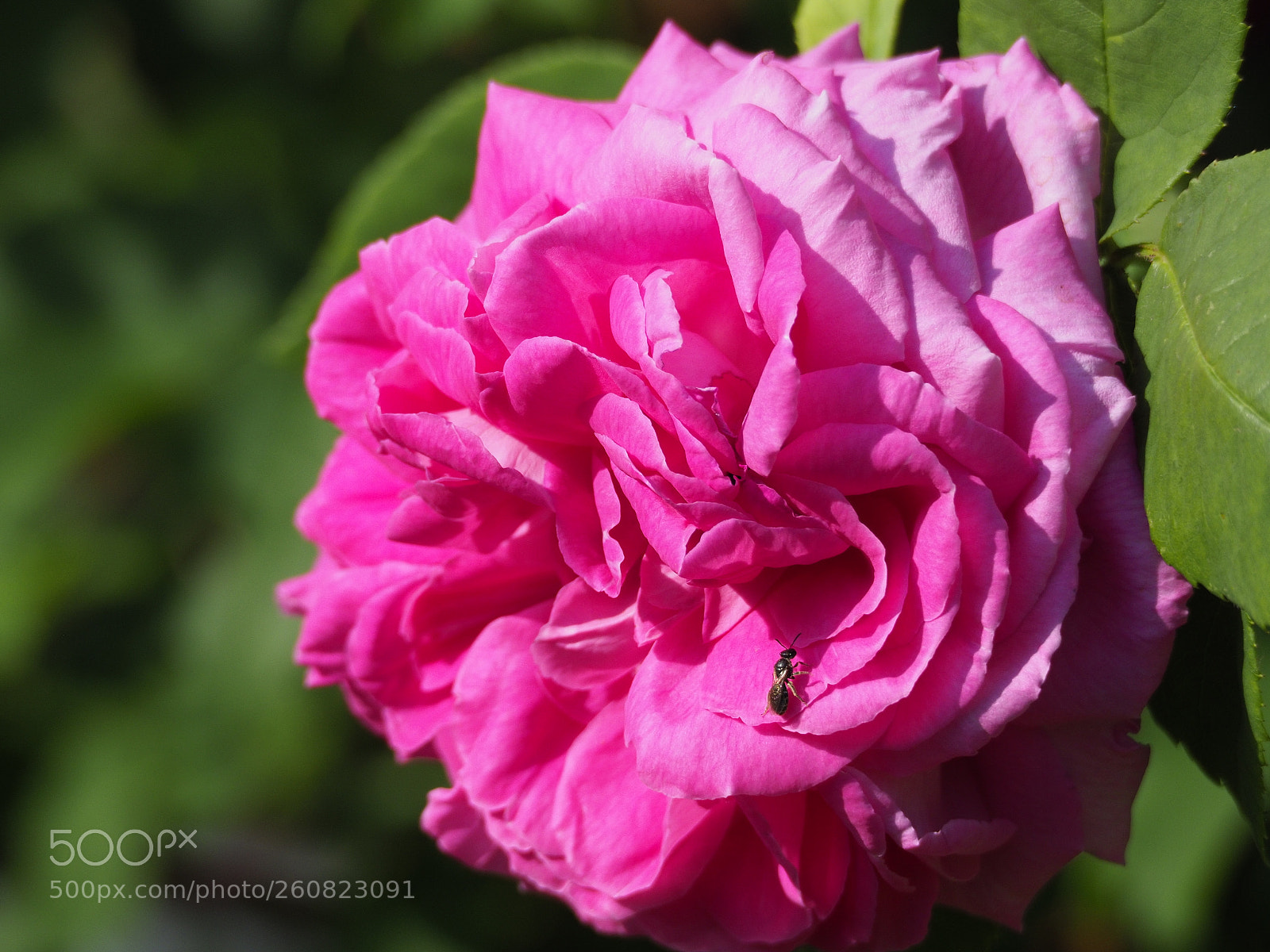 Olympus OM-D E-M1 Mark II sample photo. Just a rose photography