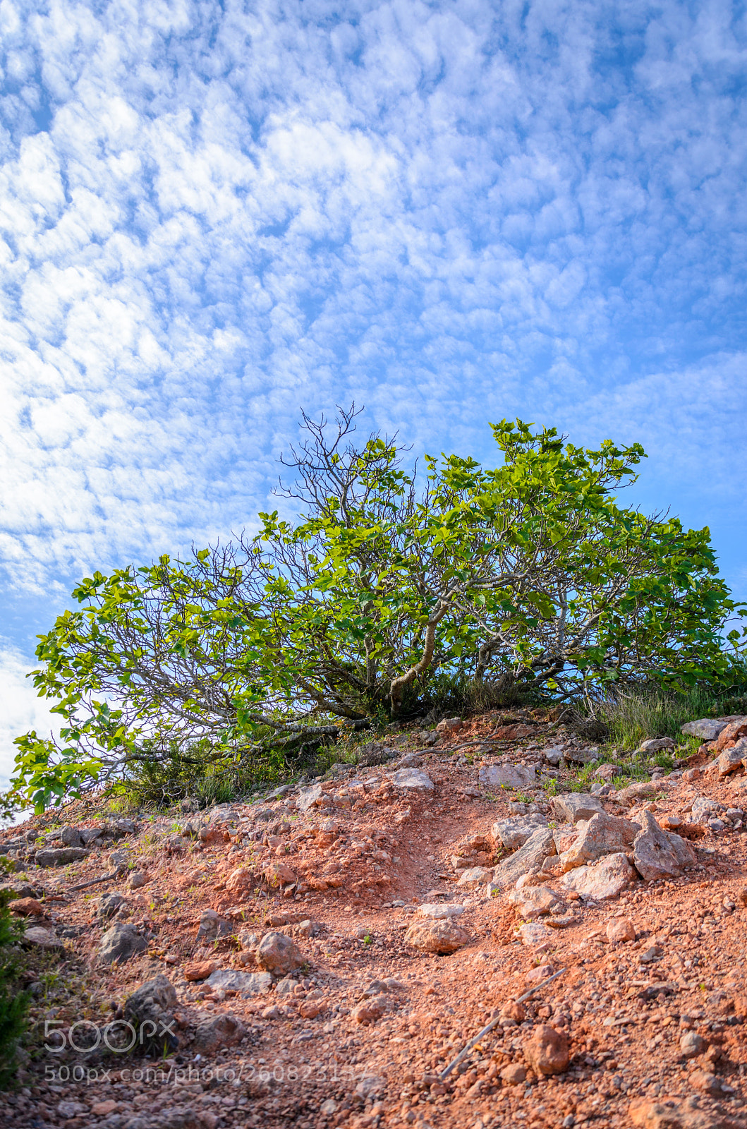 Nikon D5100 sample photo. Small tree on a photography