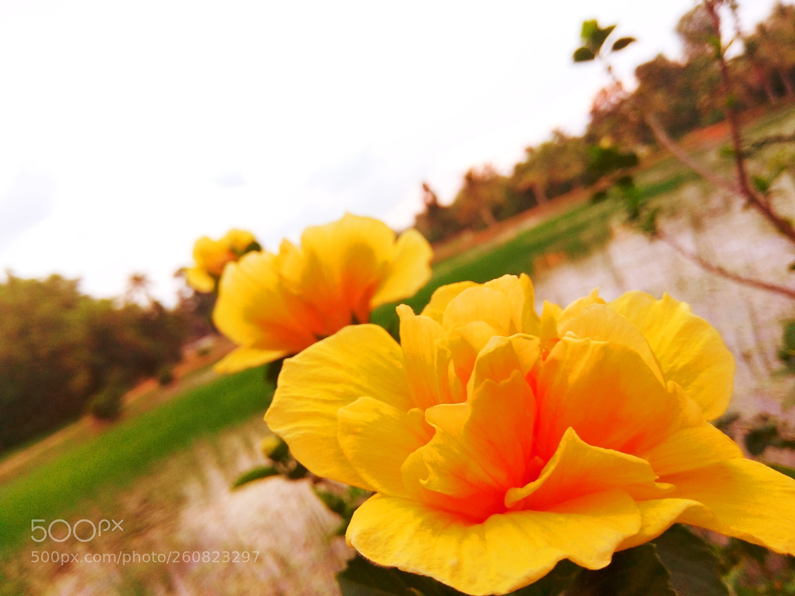 Xiaomi Redmi Note 4 sample photo. Flowers photography