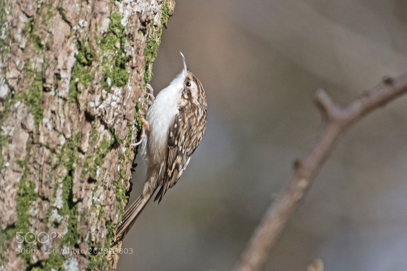 Nikon D500 sample photo. Eurasian treecreeper photography
