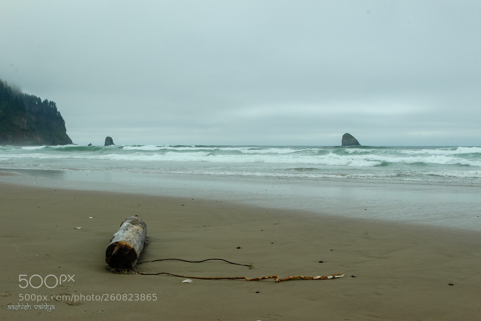 Canon EOS 600D (Rebel EOS T3i / EOS Kiss X5) sample photo. Driftwood at the beach photography