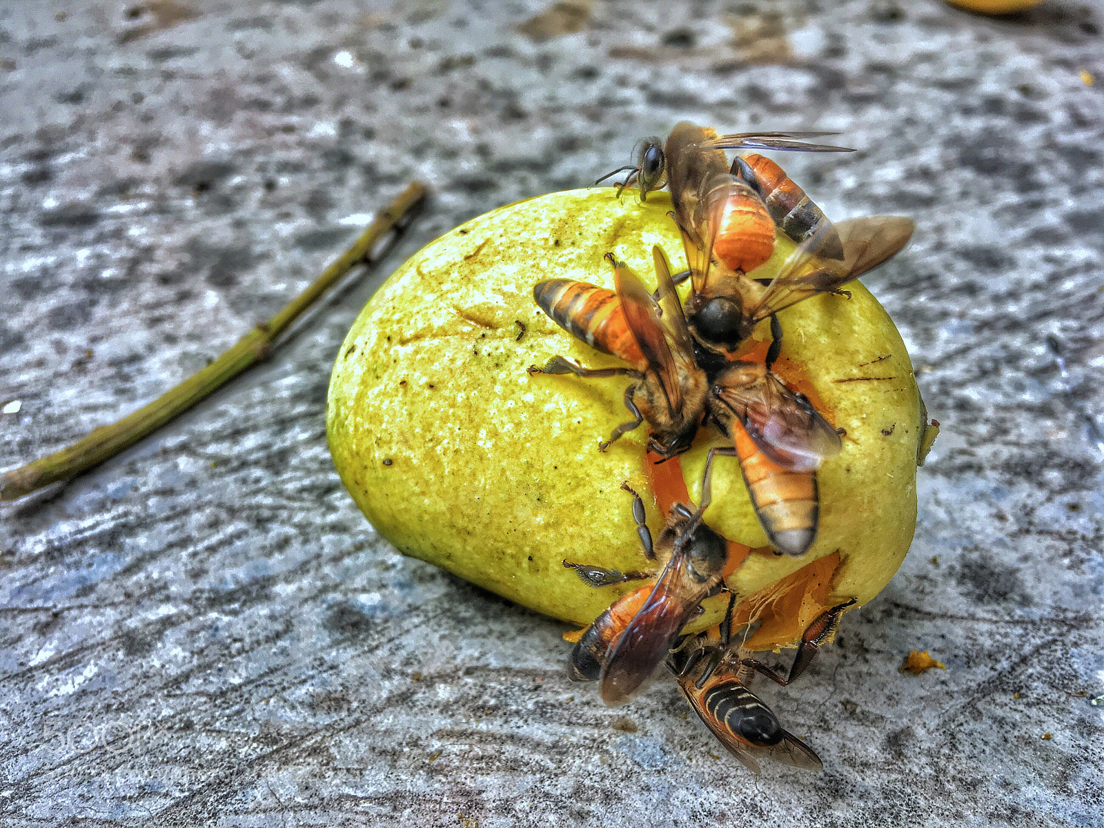 Apple iPhone SE sample photo. Untitled photography