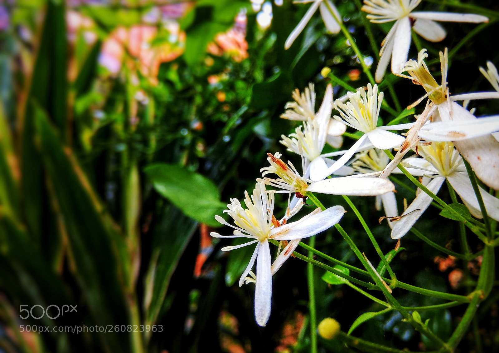 Xiaomi Redmi Note 4 sample photo. Clematis terniflora photography
