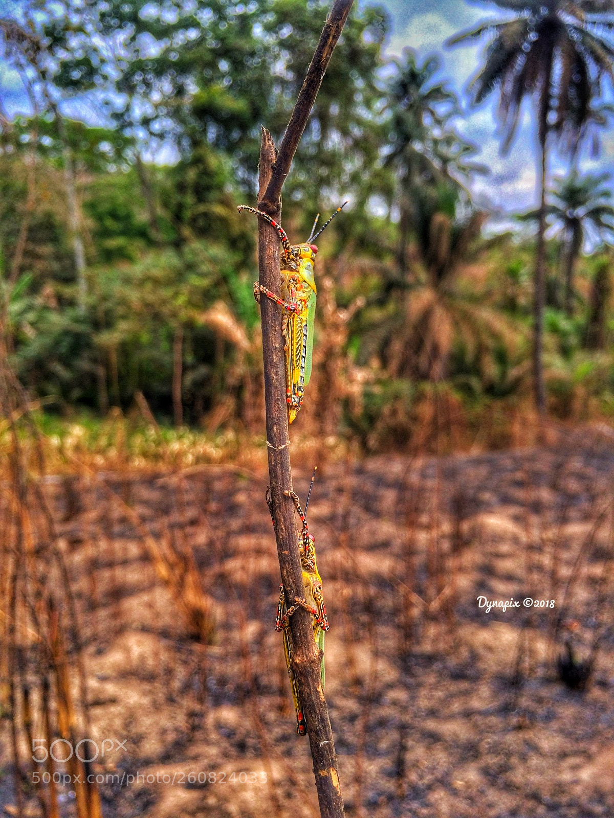 Apple iPhone 5s sample photo. Follow up photography
