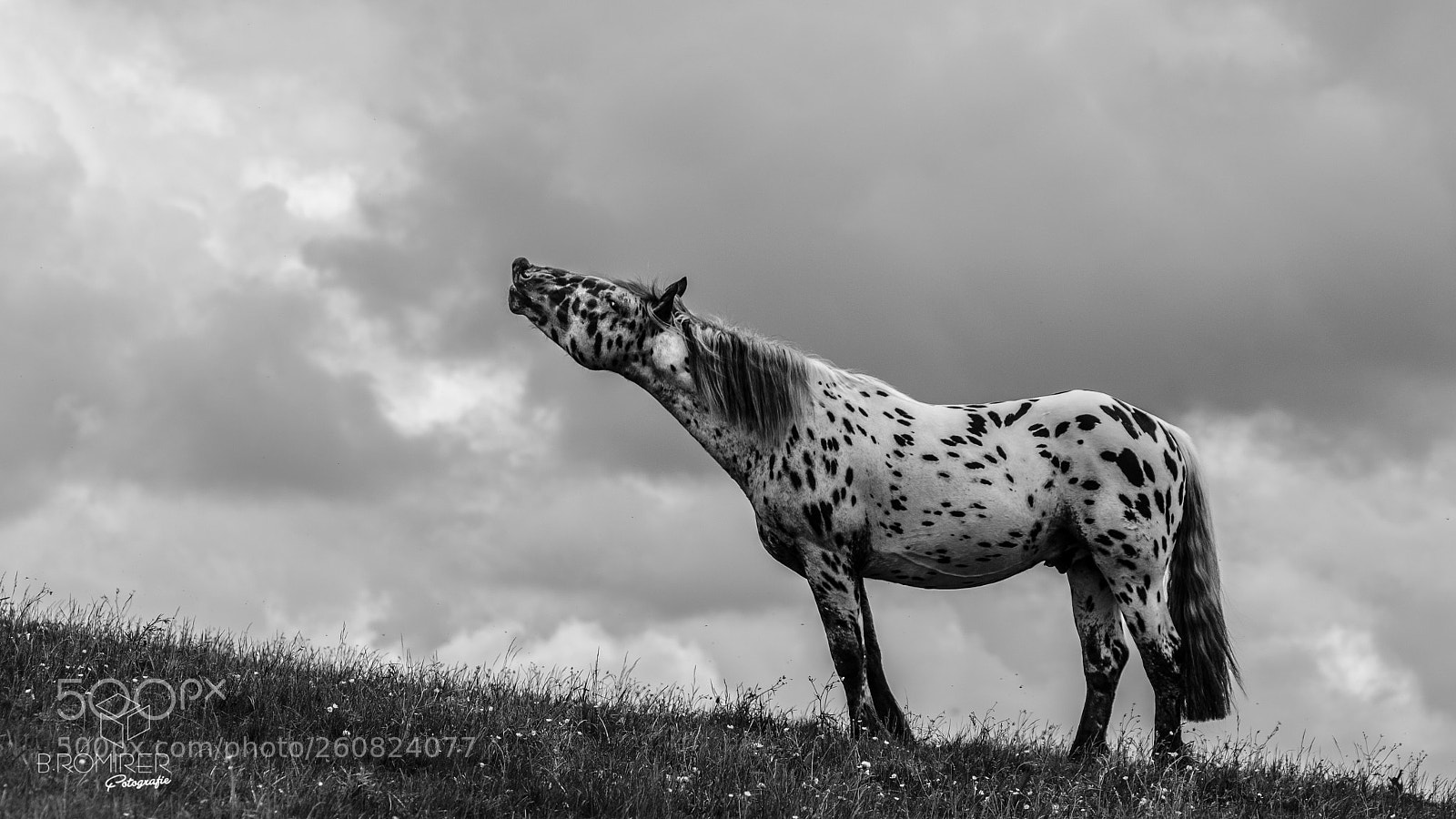 Fujifilm X-T2 sample photo. Horse photography