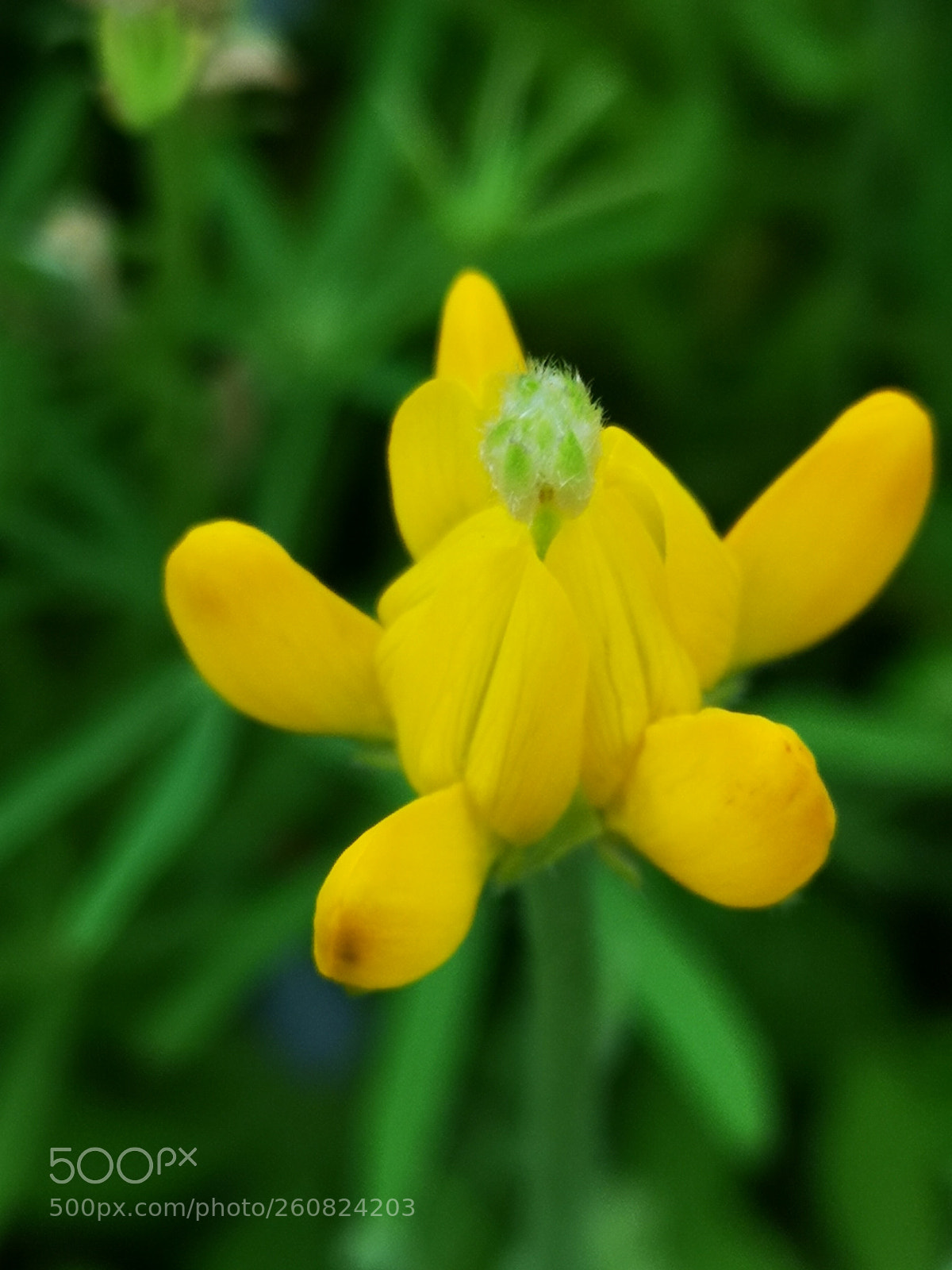 HUAWEI CLT-L09 sample photo. Flowerish photography