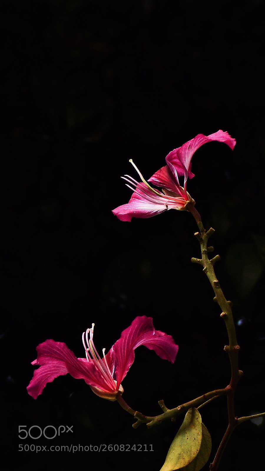 Nikon D7100 sample photo. Untitled photography