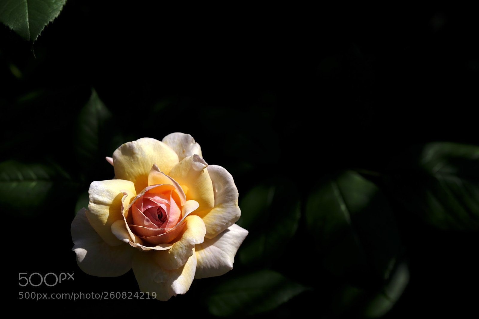 Fujifilm GFX 50S sample photo. June is about roses photography