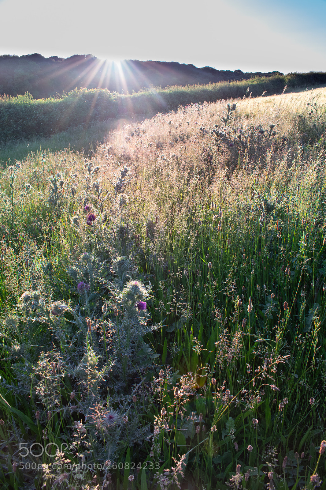 Nikon D3300 sample photo. Thistledown photography