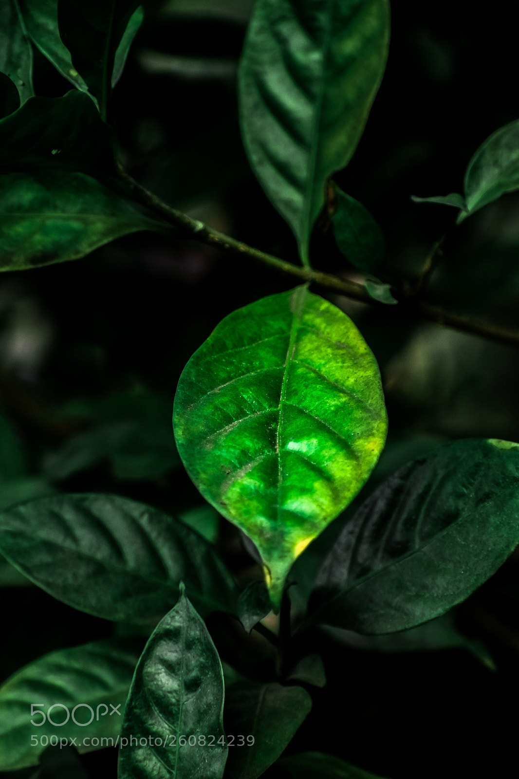 Nikon D3400 sample photo. Vintage photography
