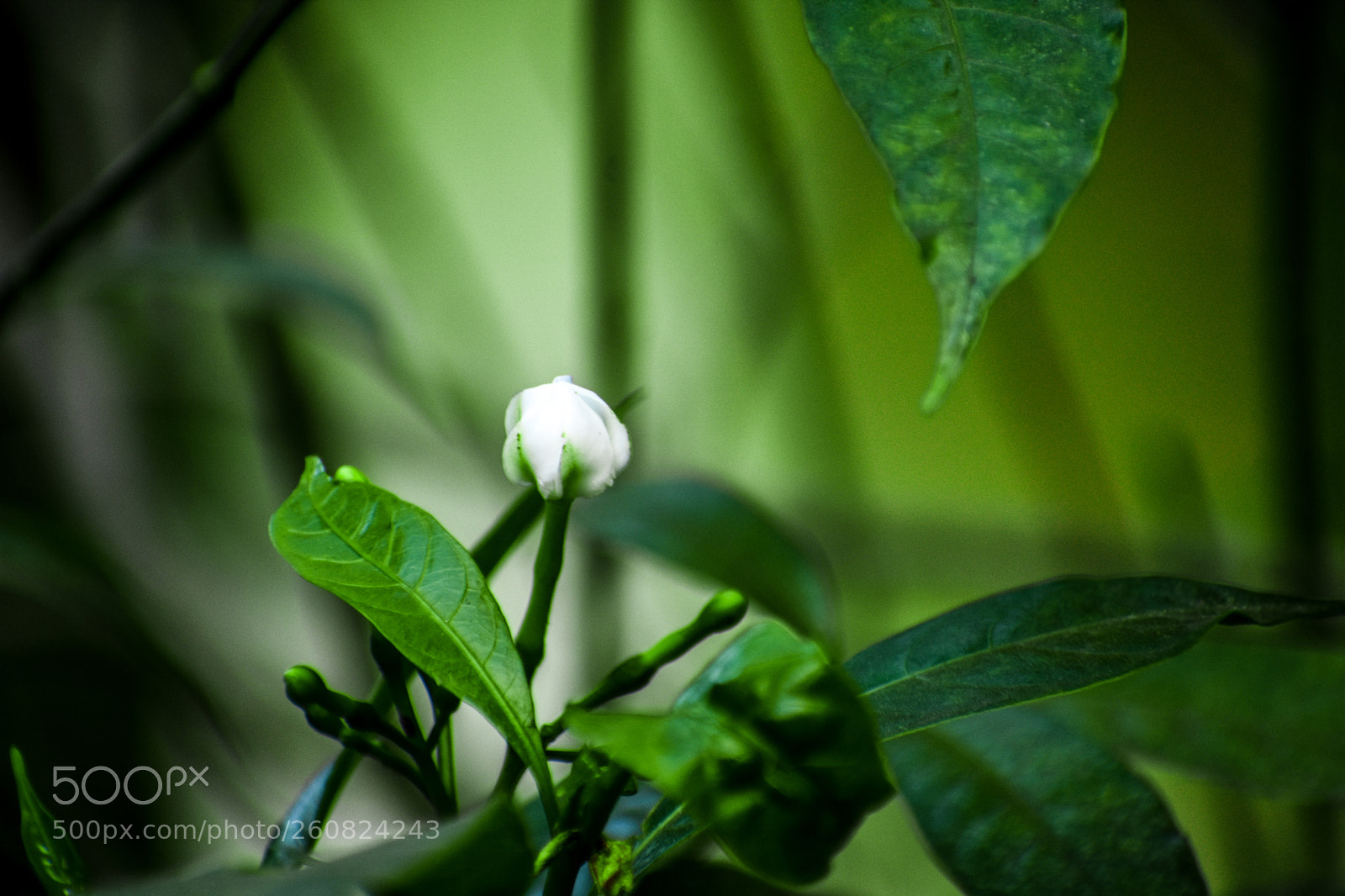 Nikon D3400 sample photo. Bud photography