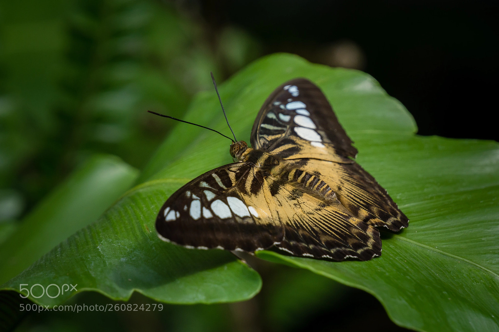 Sony a6000 sample photo. Butterfly photography