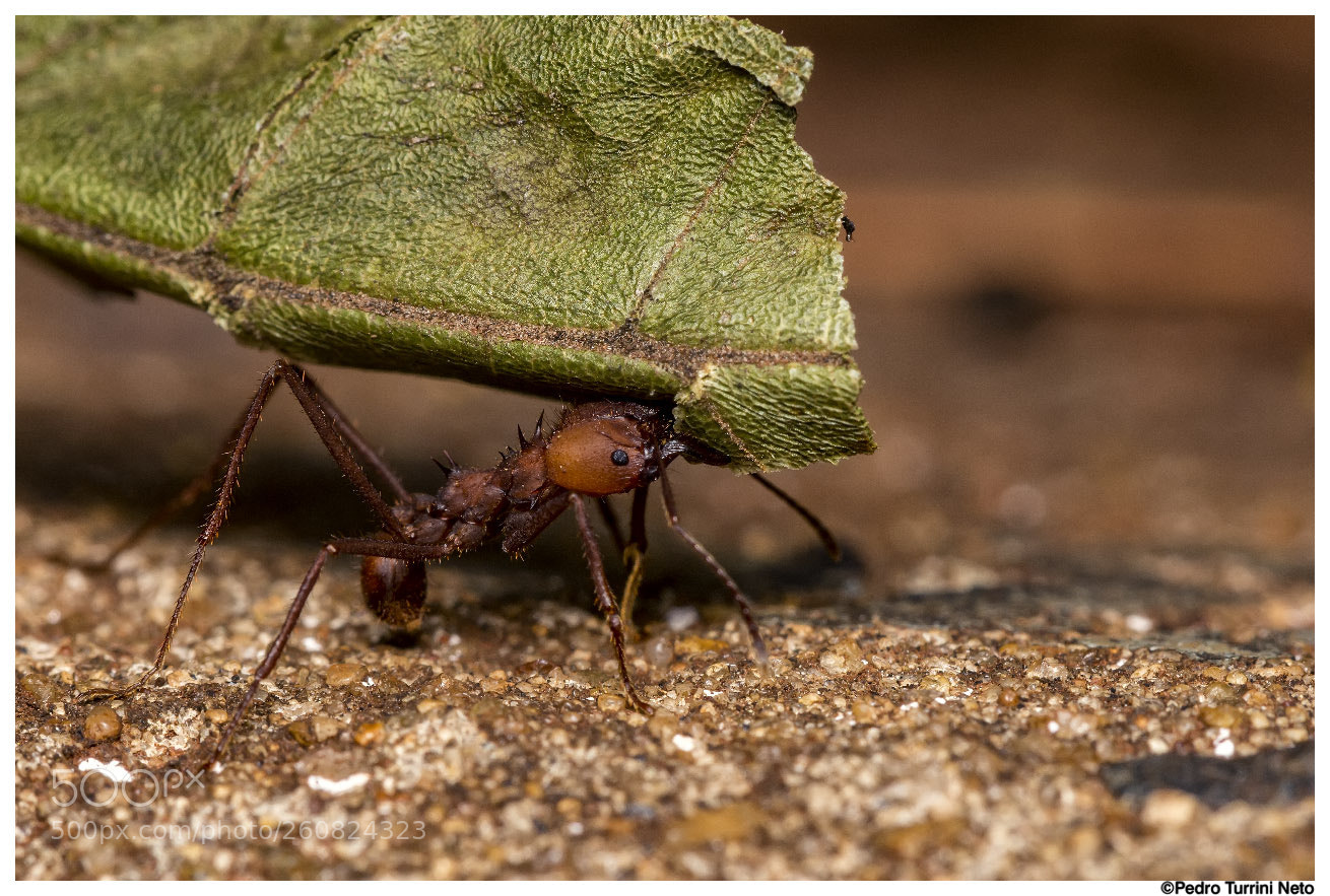 Canon EOS 600D (Rebel EOS T3i / EOS Kiss X5) sample photo. Ant pheidole spp carries photography