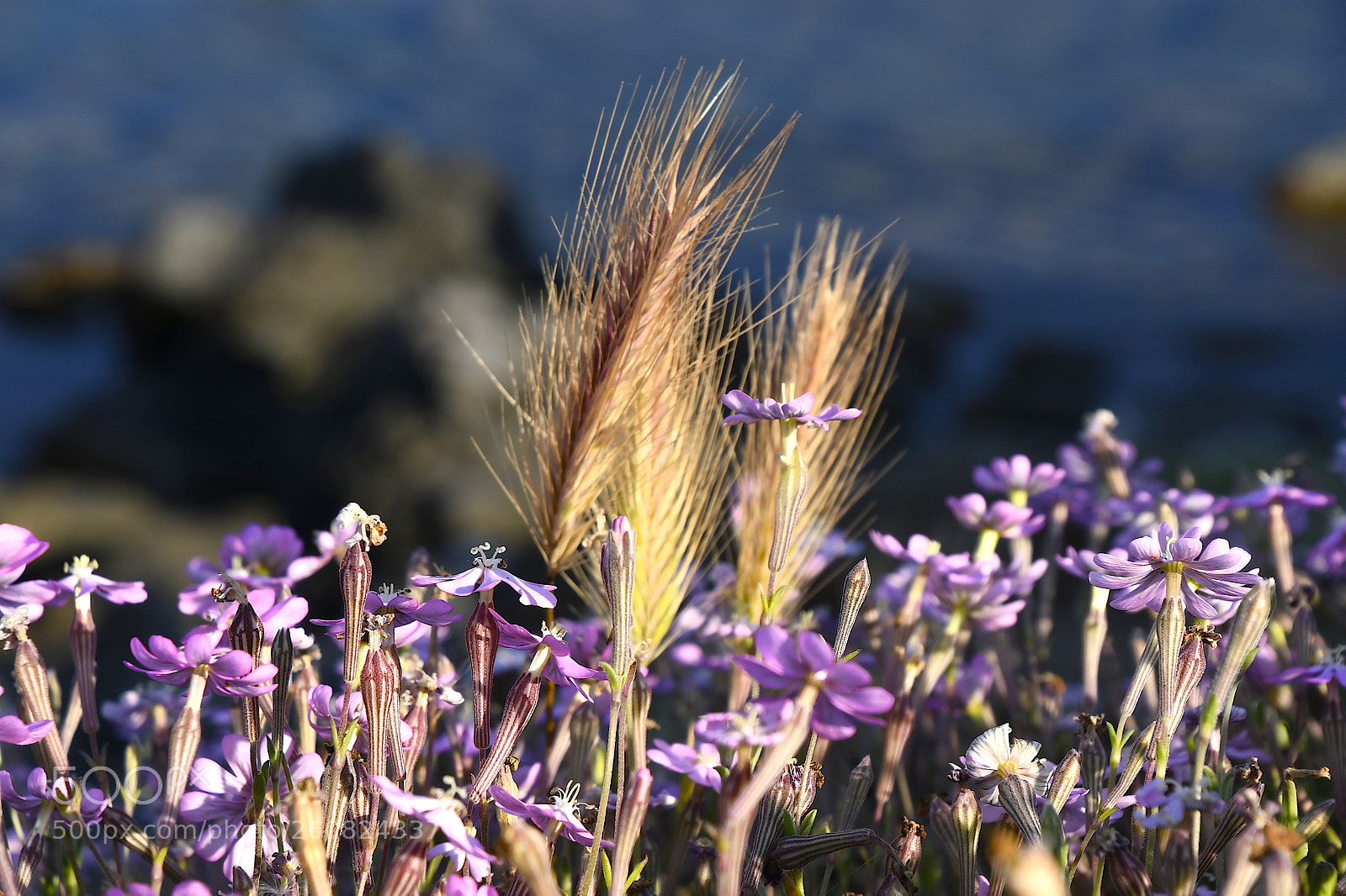 Nikon D7500 sample photo. Fleurs mauve littoral corse photography