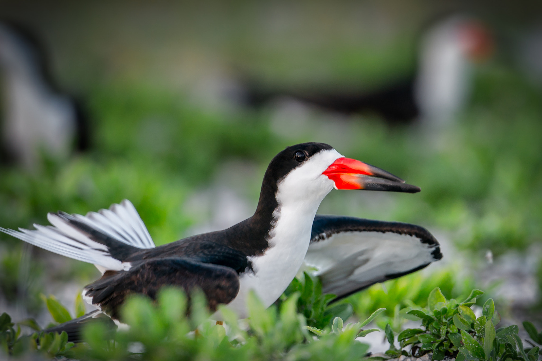 Sony a9 sample photo. The evil eye of the black skimmer.  photography