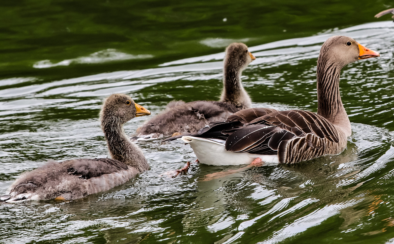 Canon EOS 77D (EOS 9000D / EOS 770D) sample photo. Graylag goose and goslings photography