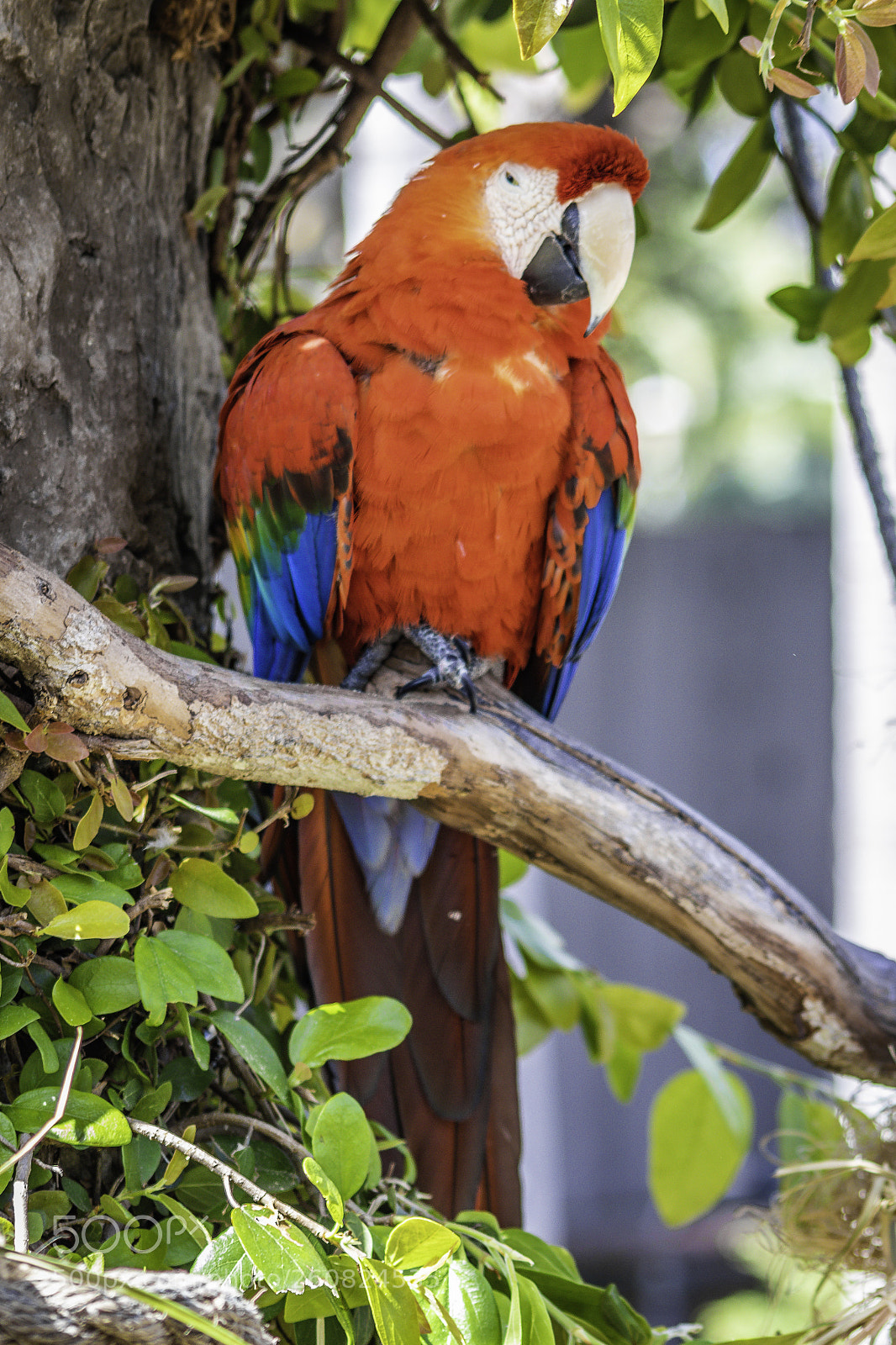 Canon EOS 80D sample photo. 2018-04-08 santa barbara zoo photography