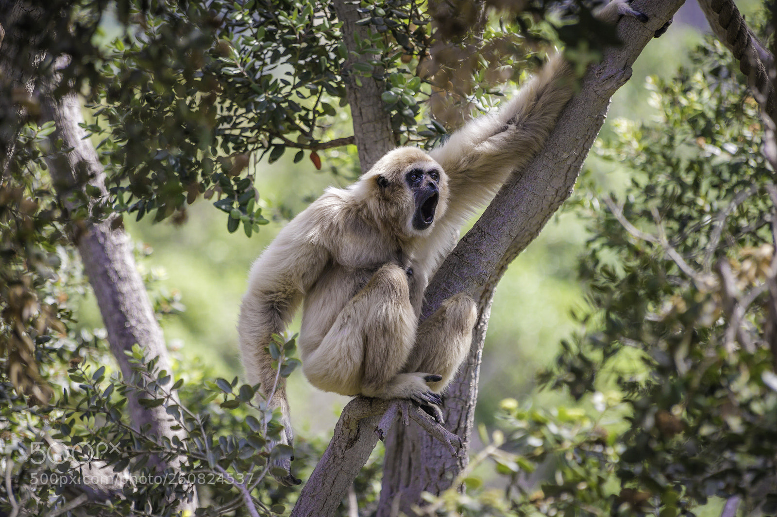 Canon EOS 80D sample photo. 2018-04-08 santa barbara zoo photography