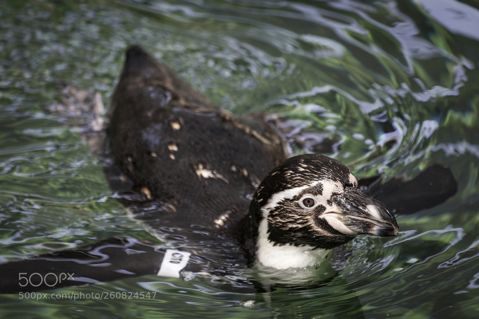 Canon EOS 80D sample photo. 2018-04-08 santa barbara zoo photography
