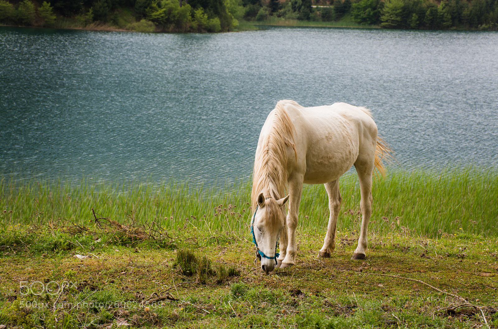 Nikon D7100 sample photo. Horse.. photography