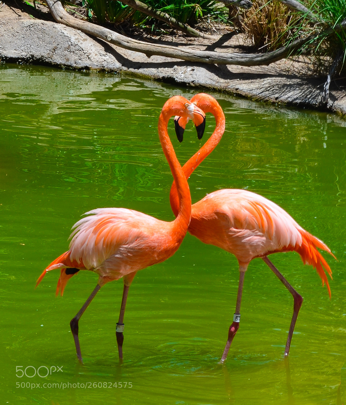 Nikon D5100 sample photo. Birds of love: flamingoes photography