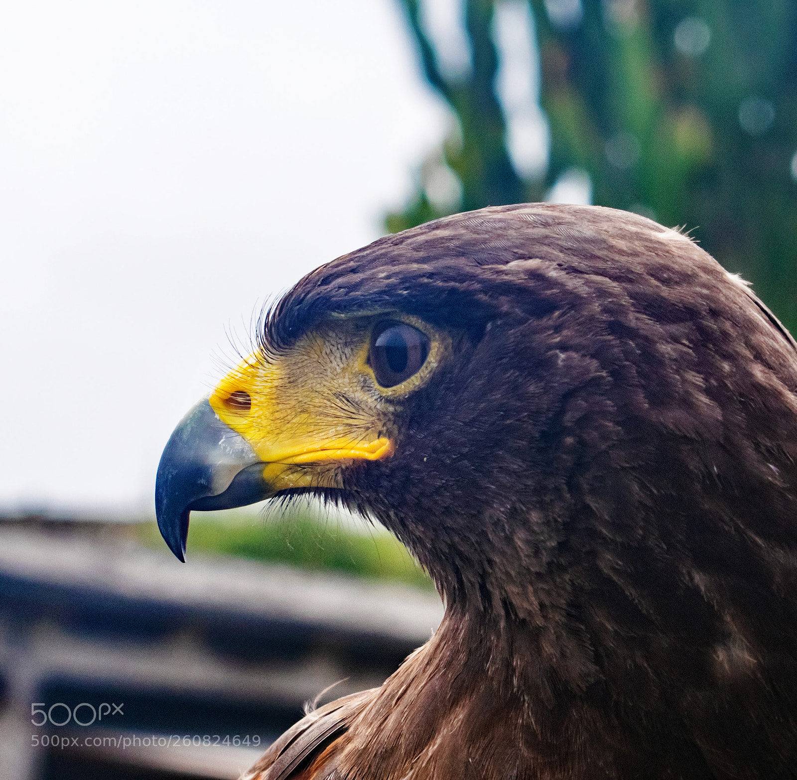 Nikon D3300 sample photo. Portrait of a harris photography